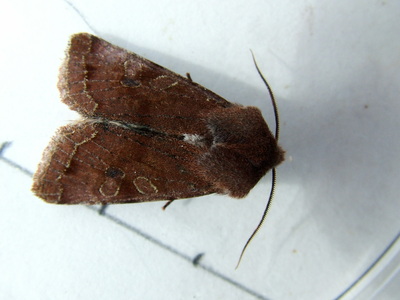 Clouded Drab